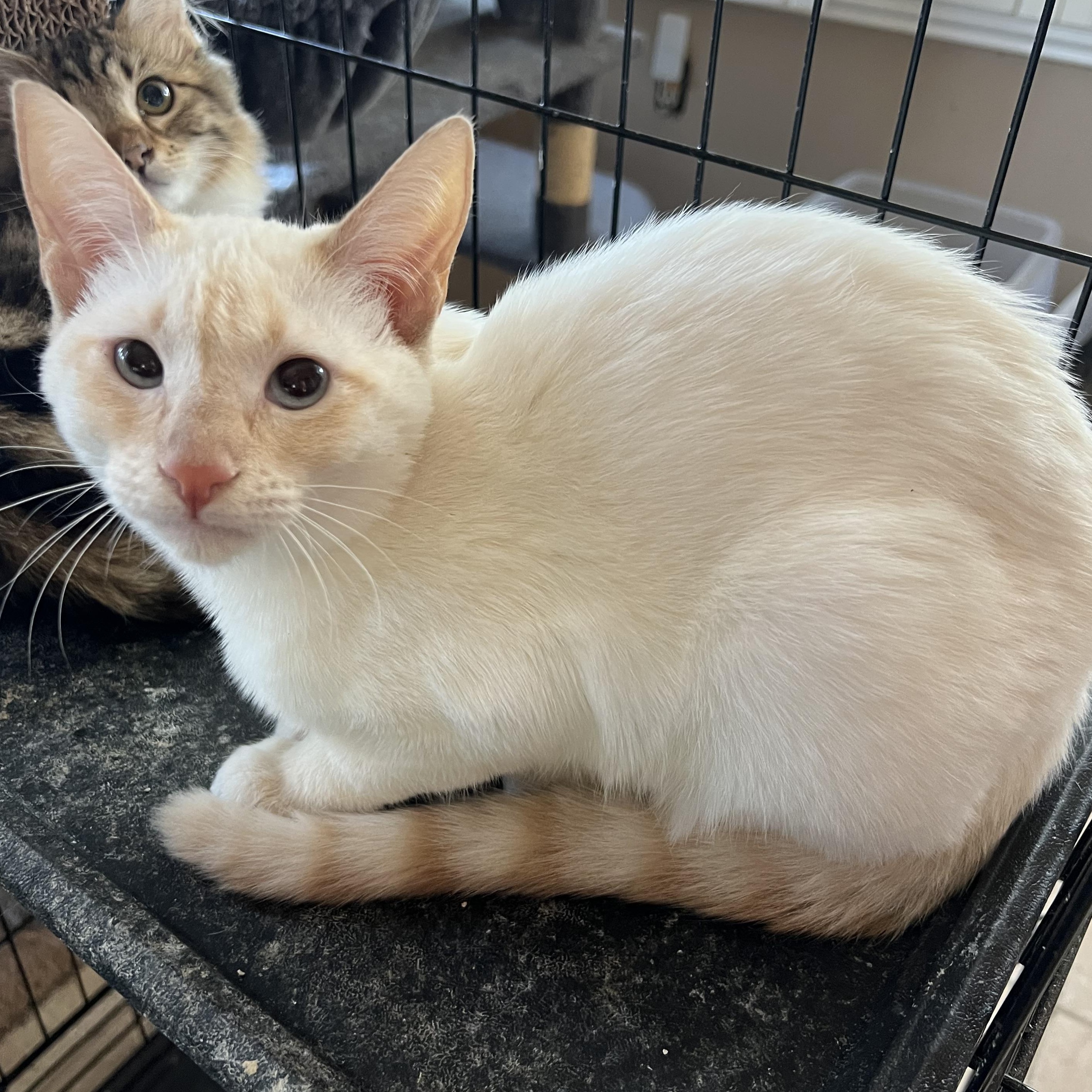 Henry’s Siamese Flamepoint