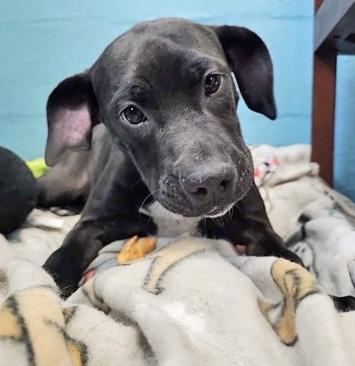 Enlarge IZZY, a Adoptable mixed breed in Fernandina Beach, FL image 3/5
