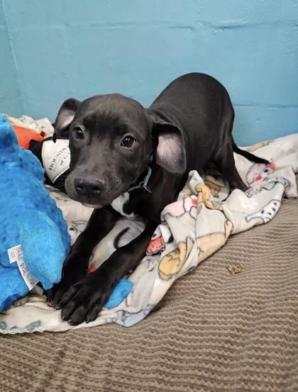 Enlarge IZZY, a Adoptable mixed breed in Fernandina Beach, FL image 5/5