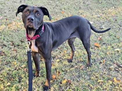 Enlarge IZZY, a Adoptable mixed breed in Fernandina Beach, FL image 2/5
