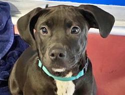 IZZY, Adoptable, Young Female Labrador Retriever.