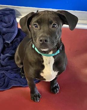 Enlarge IZZY, a Adoptable mixed breed in Fernandina Beach, FL image 4/5