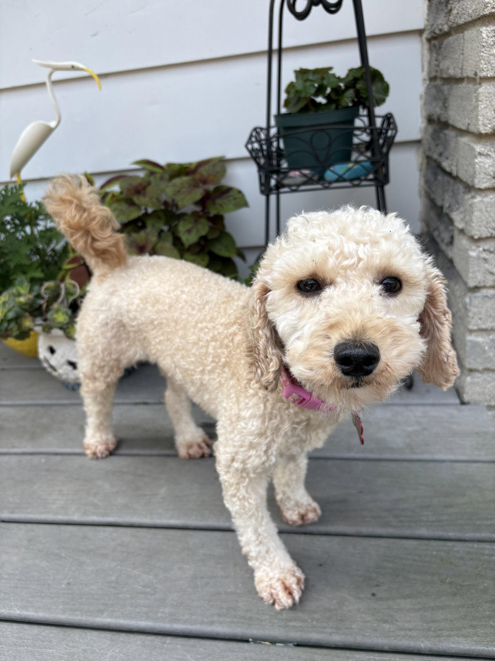 Fran, a Adopted Poodle in Etobicoke, ON image 1/3