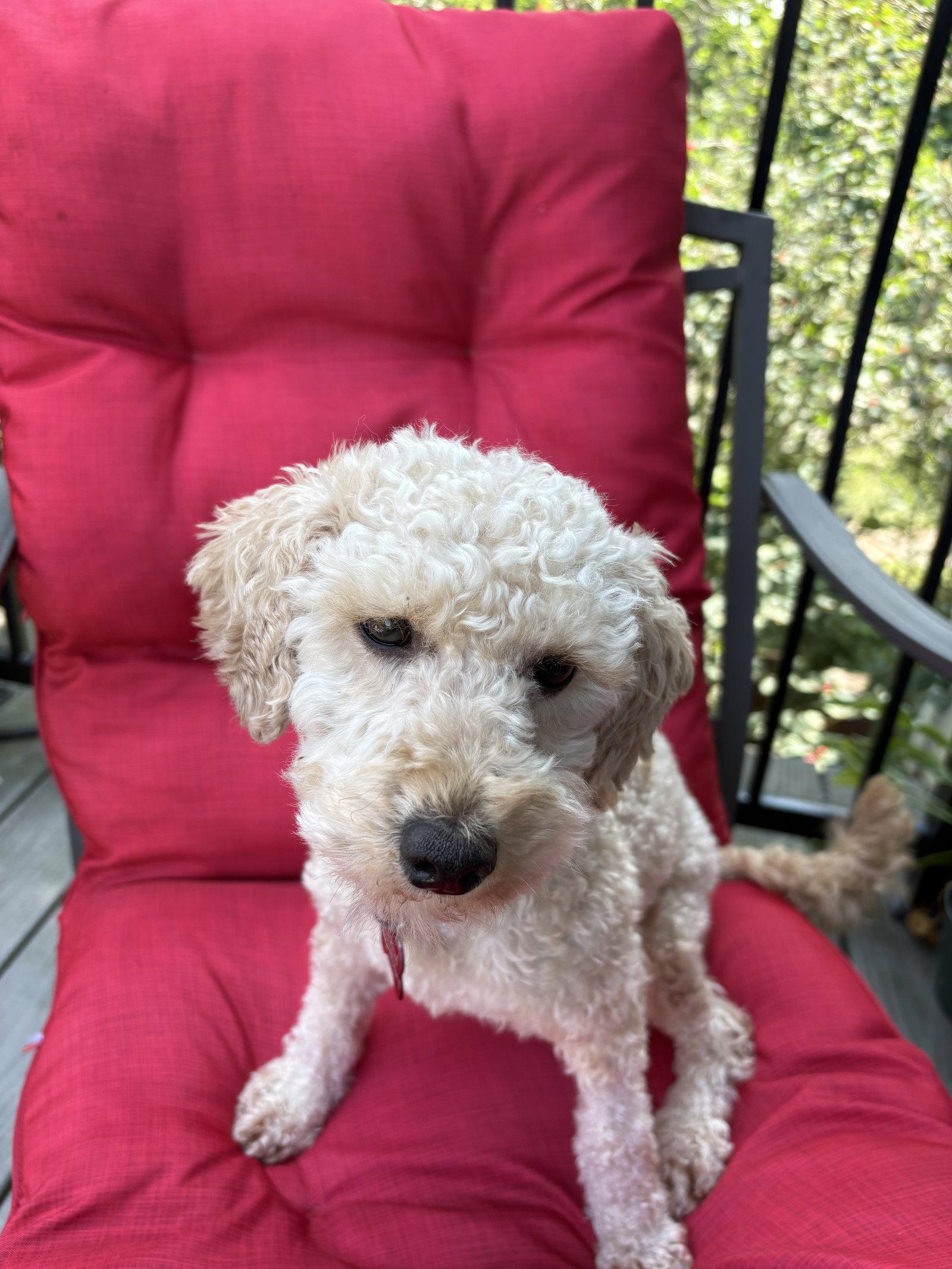 Fran, a Adopted Poodle in Etobicoke, ON image 2/3