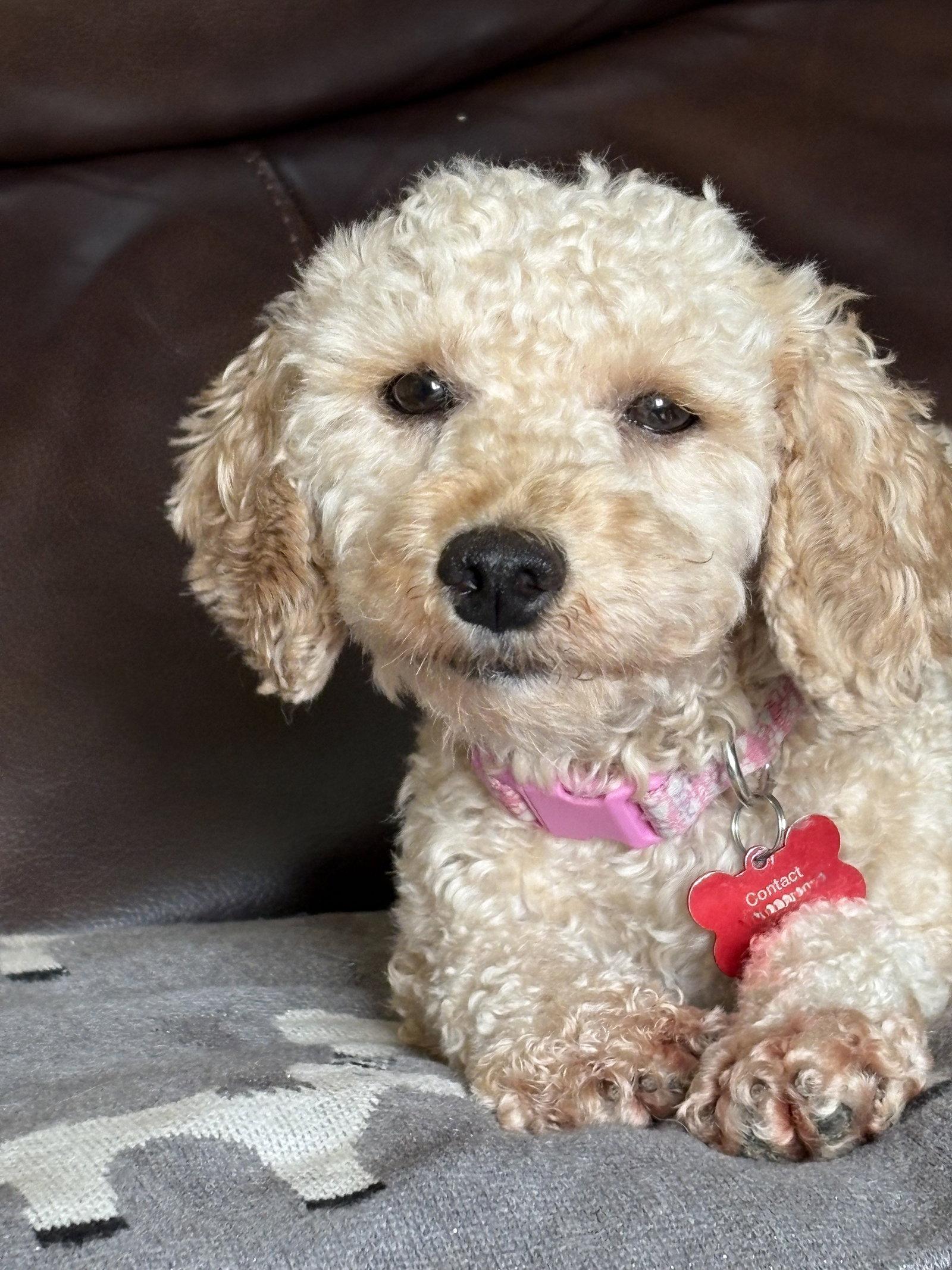 Fran, a Adopted Poodle in Etobicoke, ON image 3/3