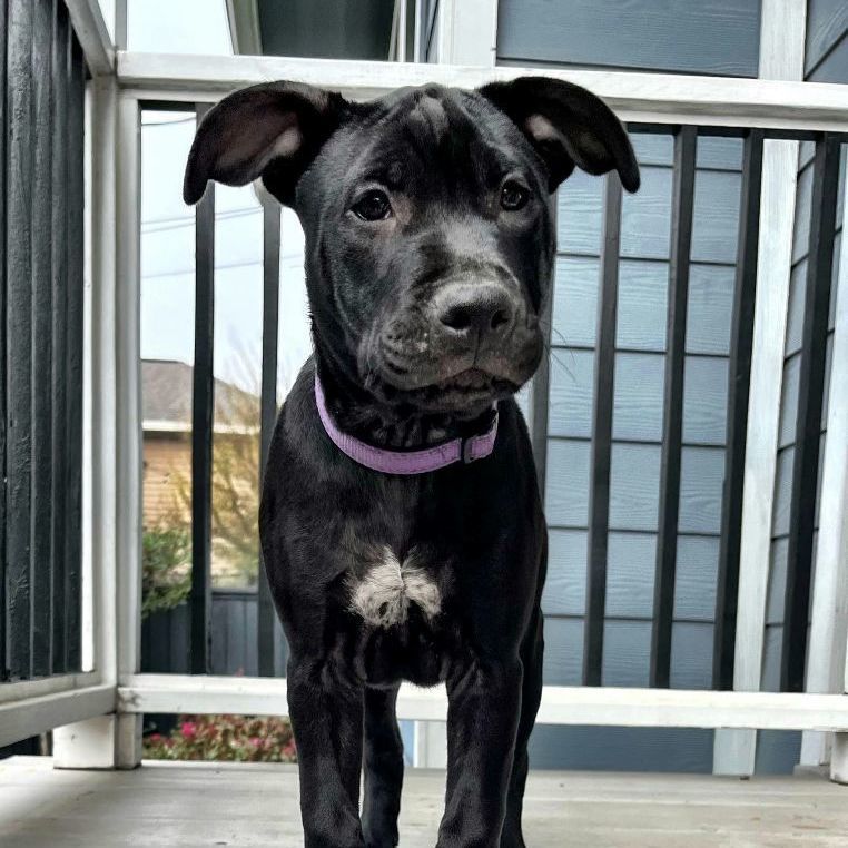 Luna May