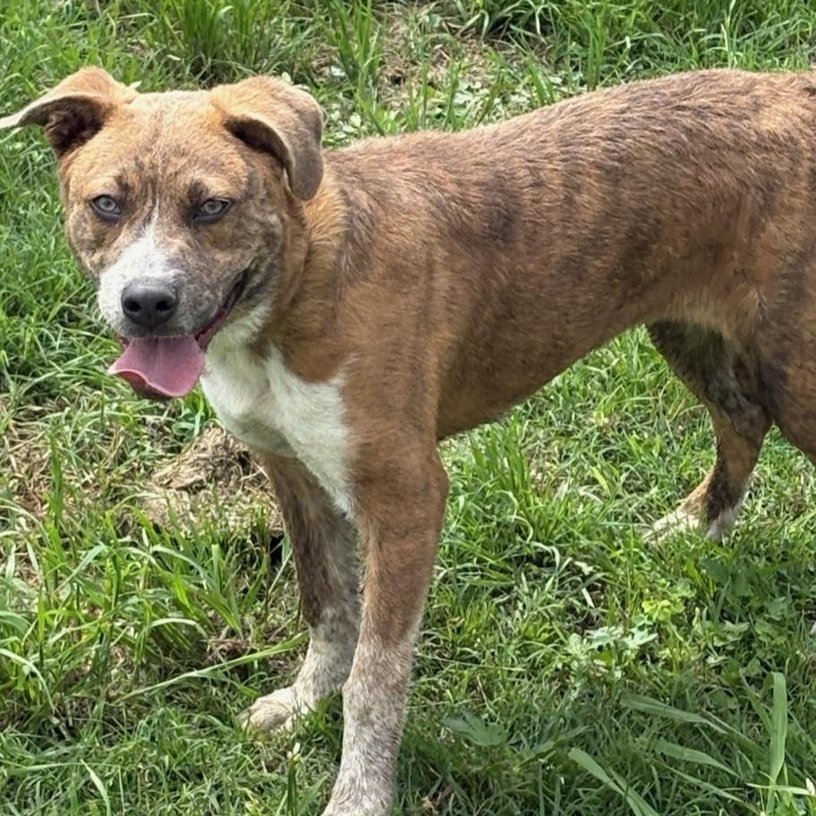 Sky, ADOPTABLE, Adult Female Catahoula Leopard Dog & Australian Cattle Dog / Blue Heeler.