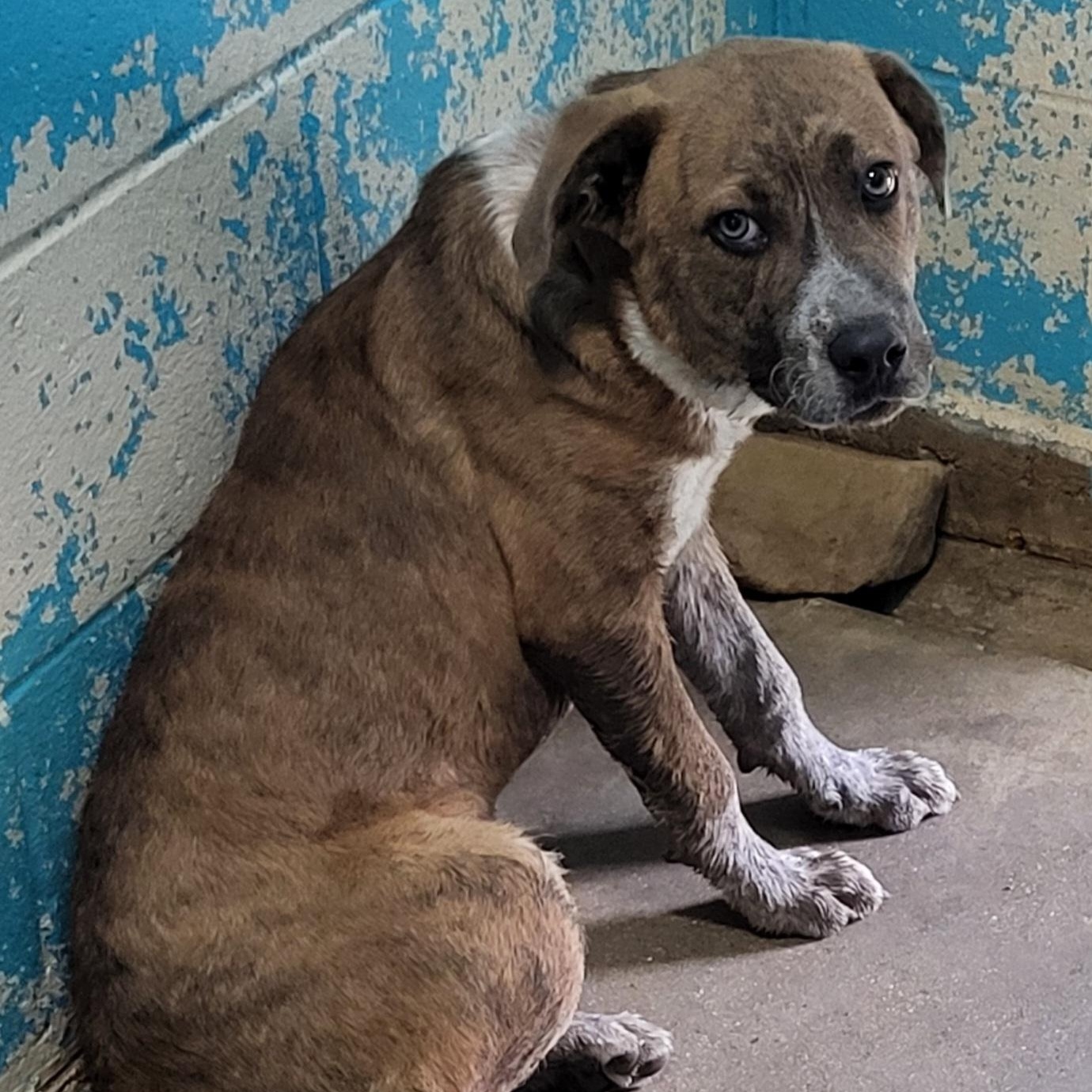 Sky, a ADOPTABLE mixed breed in Rockdale, TX image 2/2