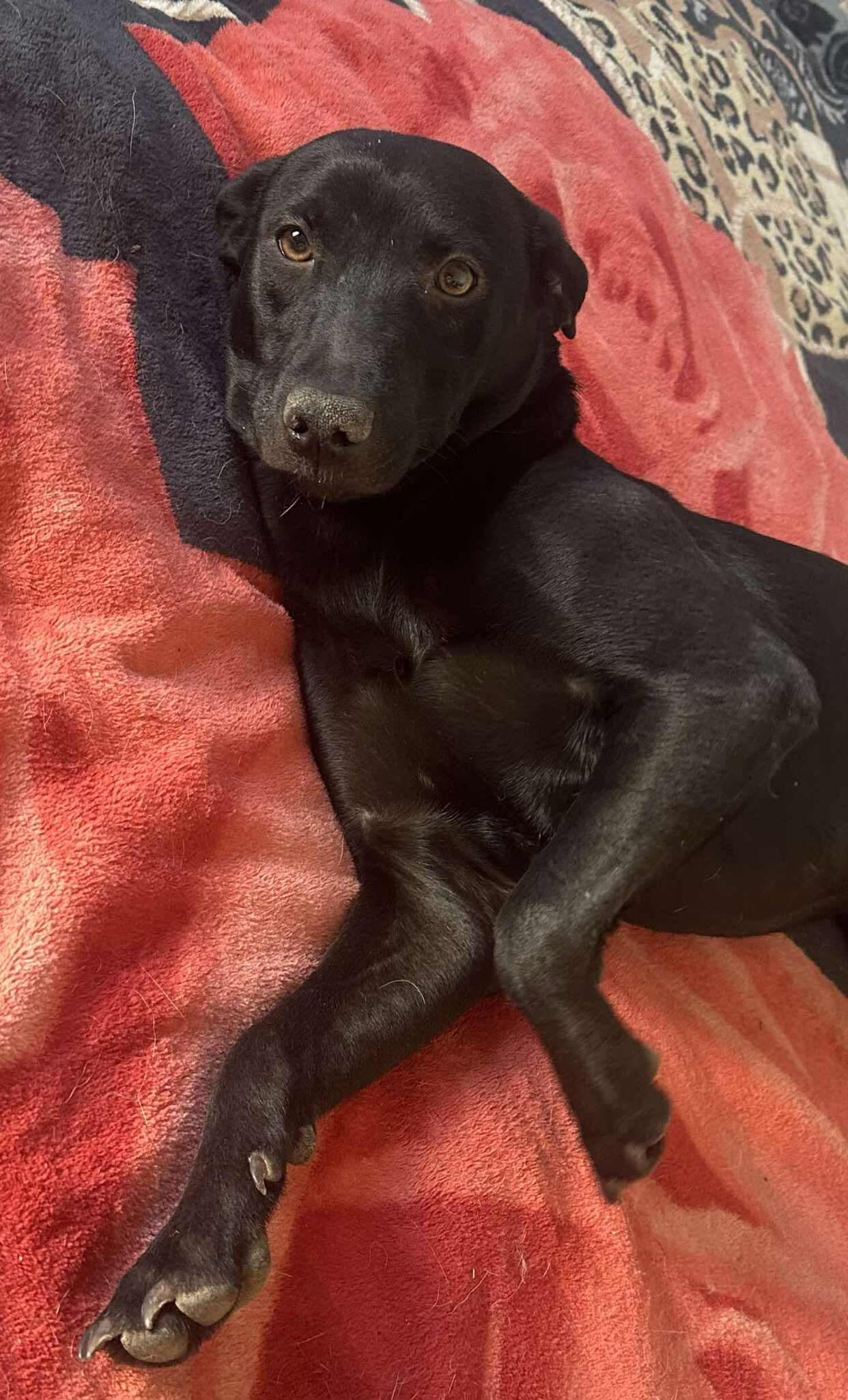 Jazmin, a Adoptable Mixed Breed in Puyallup, WA image 2/4