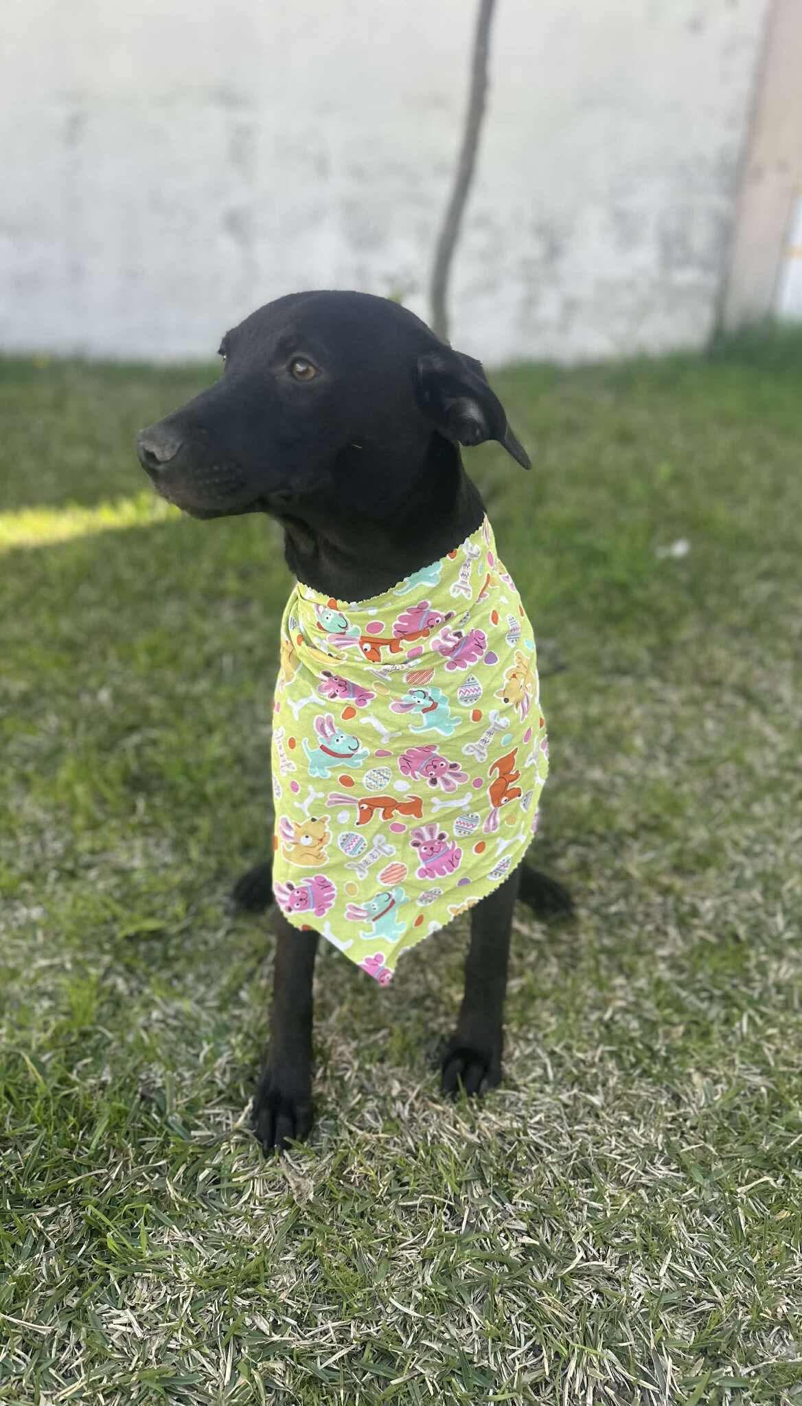 Jazmin, a Adoptable Mixed Breed in Puyallup, WA image 3/4