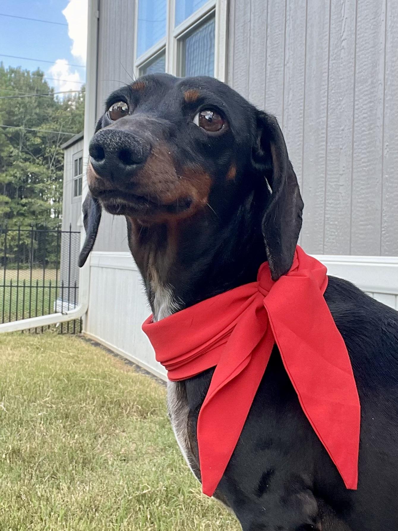 Jack in Texarkana TX, a Adoptable Dachshund in Texarkana, TX image 2/6