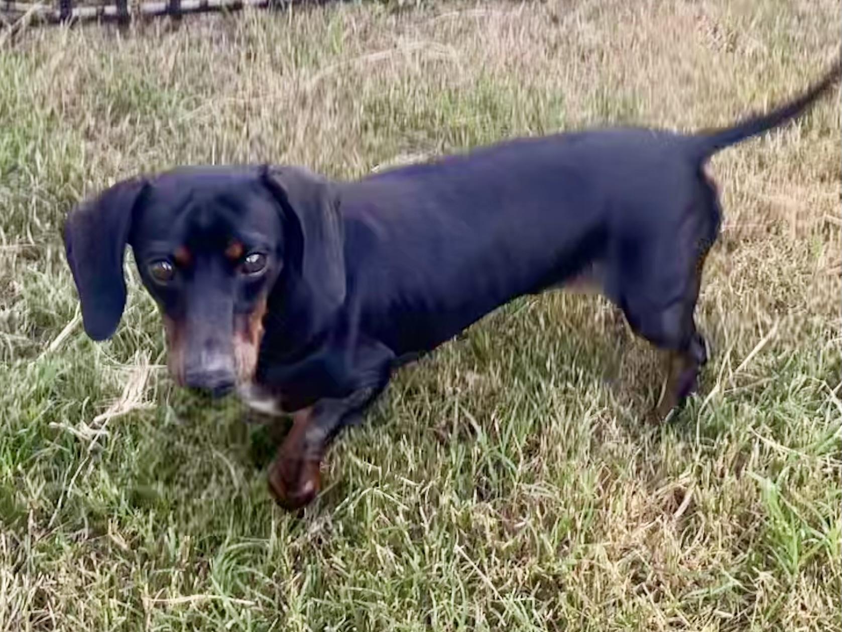 Jack In Texarkana Tx thumbnail 4