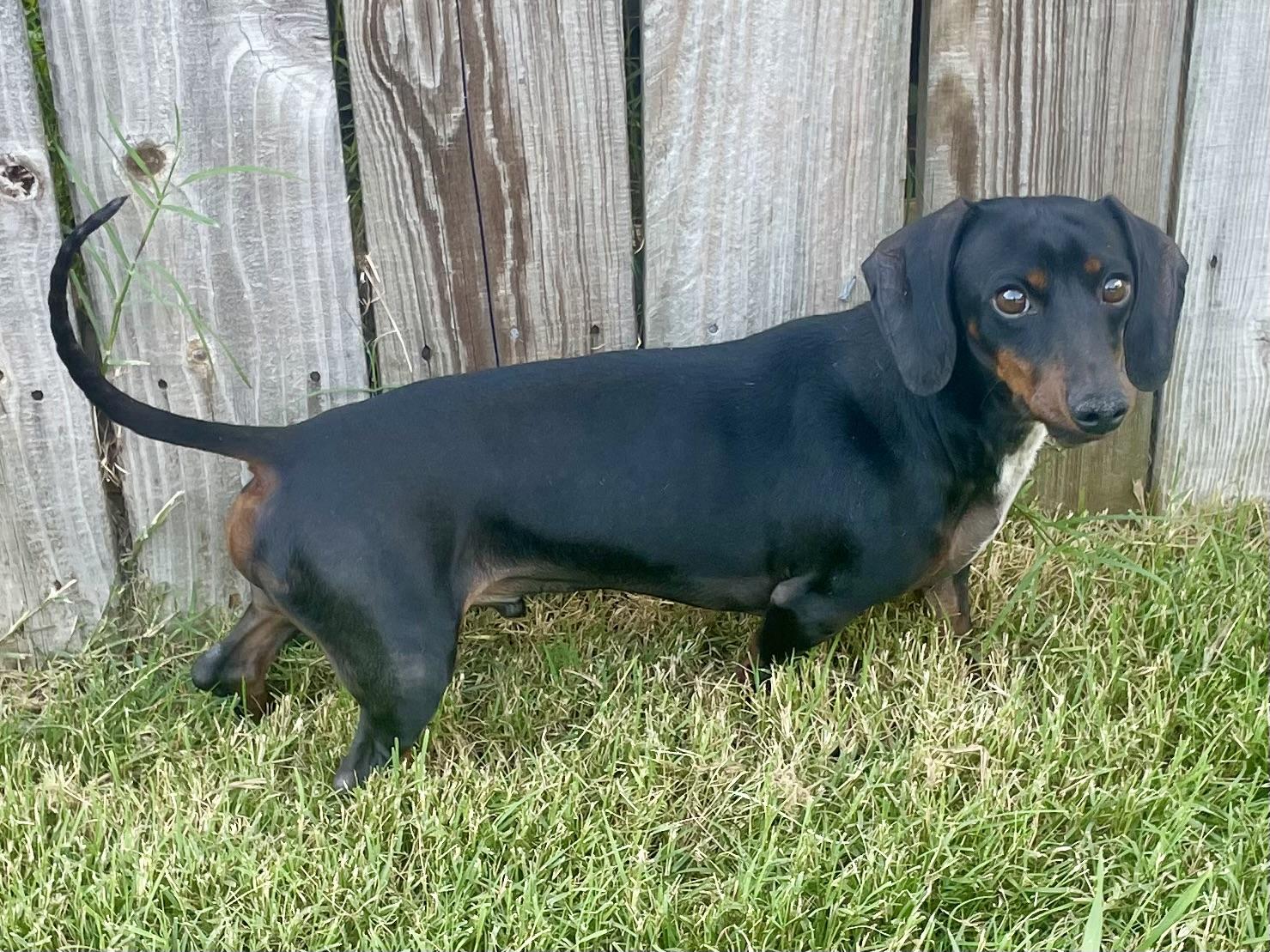 Jack in Texarkana TX, a Adoptable Dachshund in Texarkana, TX image 4/6