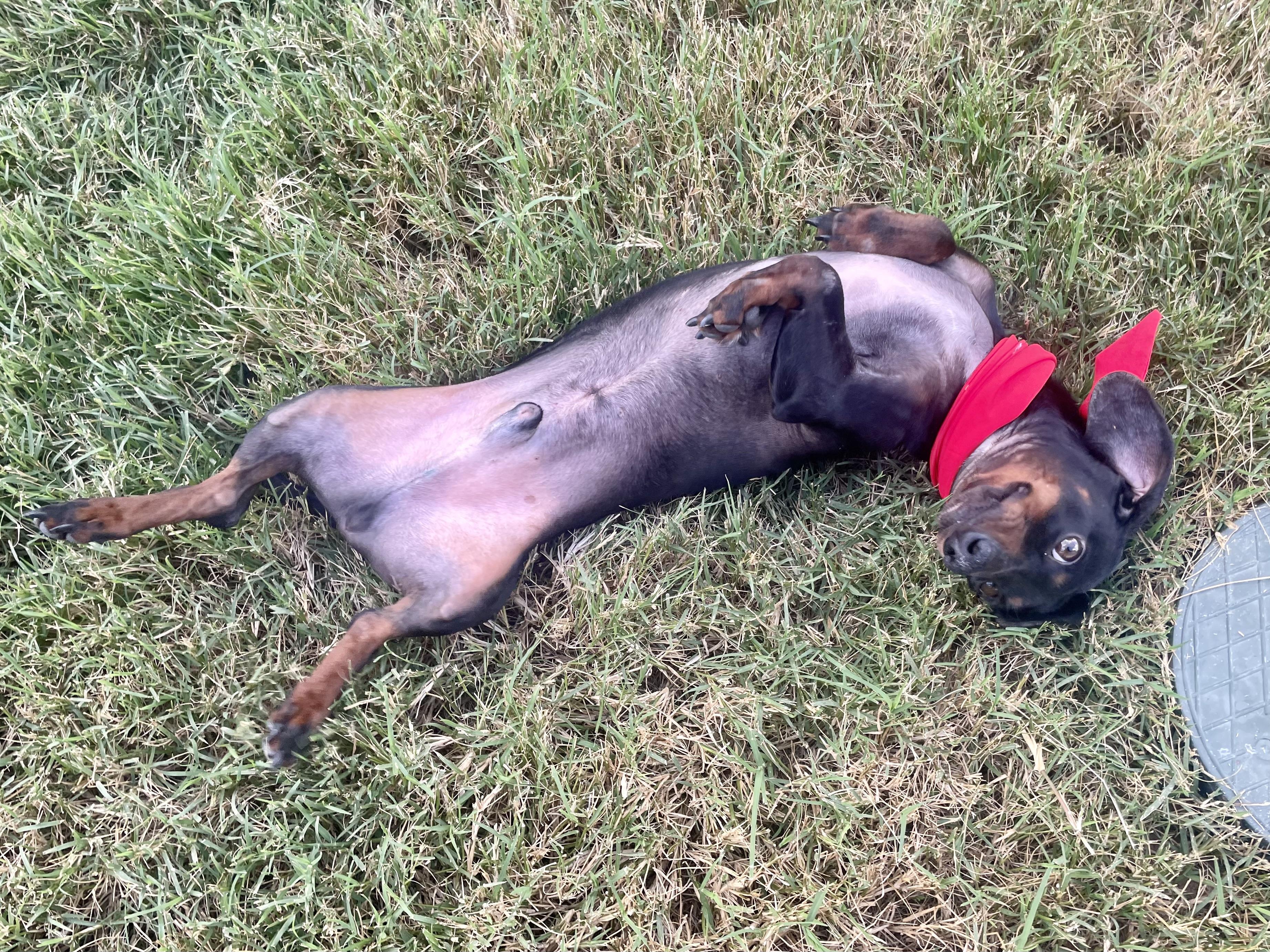 Jack in Texarkana TX, a Adoptable Dachshund in Texarkana, TX image 5/6