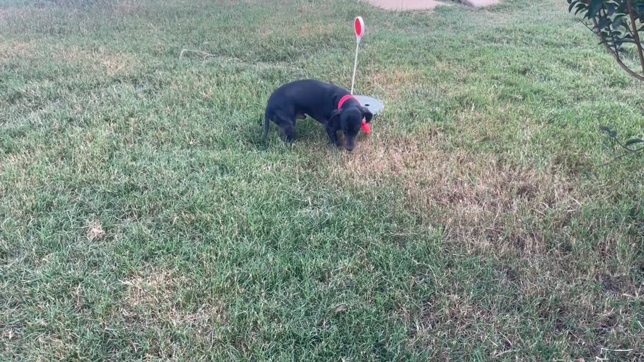 Enlarge Jack in Texarkana TX, a Adoptable Dachshund in Texarkana, TX video 6/6