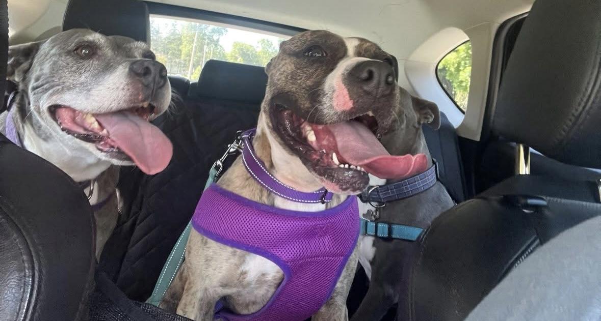 Enlarge Lily, a Adoptable mixed breed in Rochester, NY image 5/6