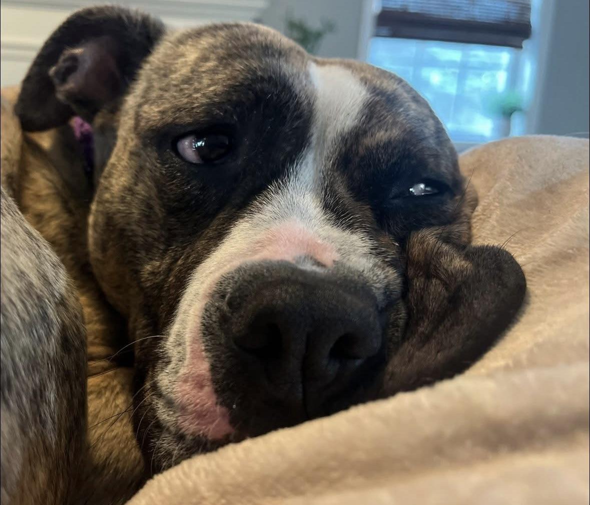 Enlarge Lily, a Adoptable mixed breed in Rochester, NY image 4/6