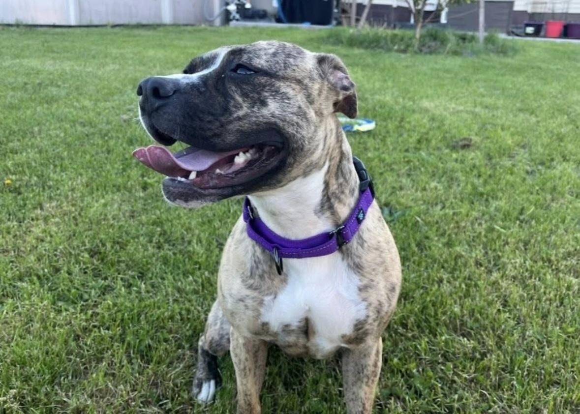 Enlarge Lily, a Adoptable mixed breed in Rochester, NY image 6/6