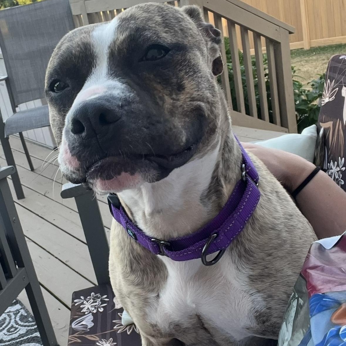 Lily, Adoptable, Adult Female Pit Bull Terrier & Boxer.