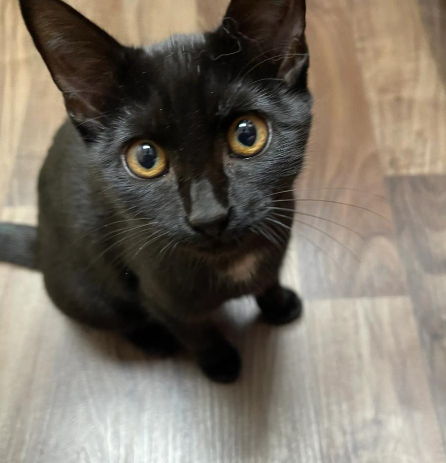 Maleficent, Adoptable, Young Female Domestic Short Hair.