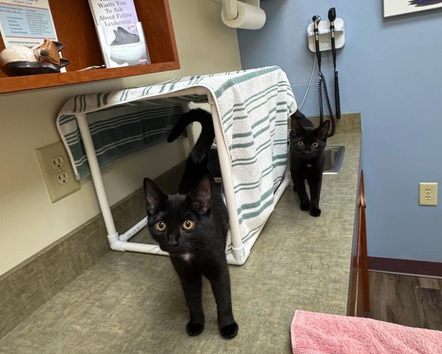 Maleficent, a Adoptable Domestic Short Hair in Monroe, NC image 2/2