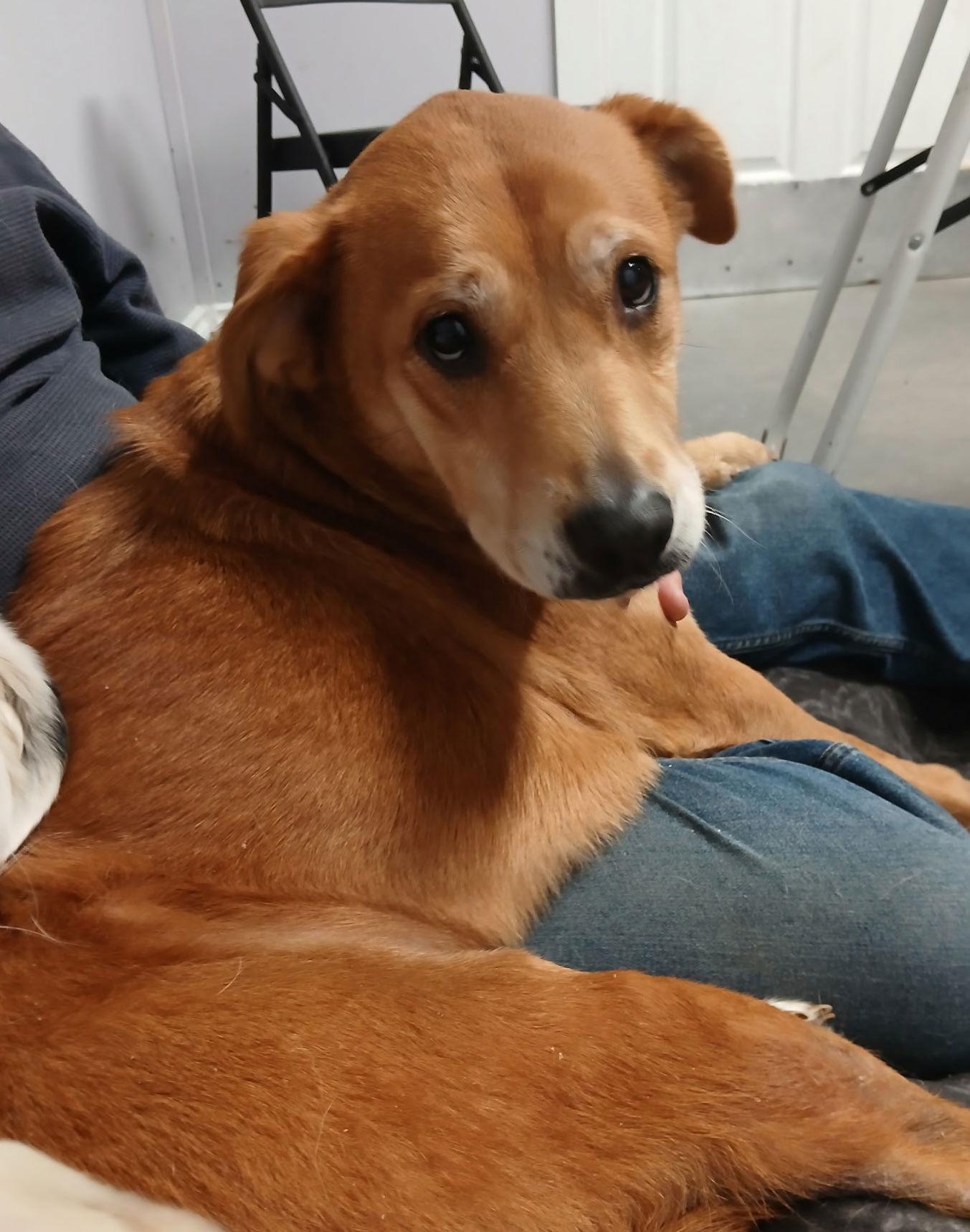 Lexie, Adoptable, Adult Female Golden Retriever.