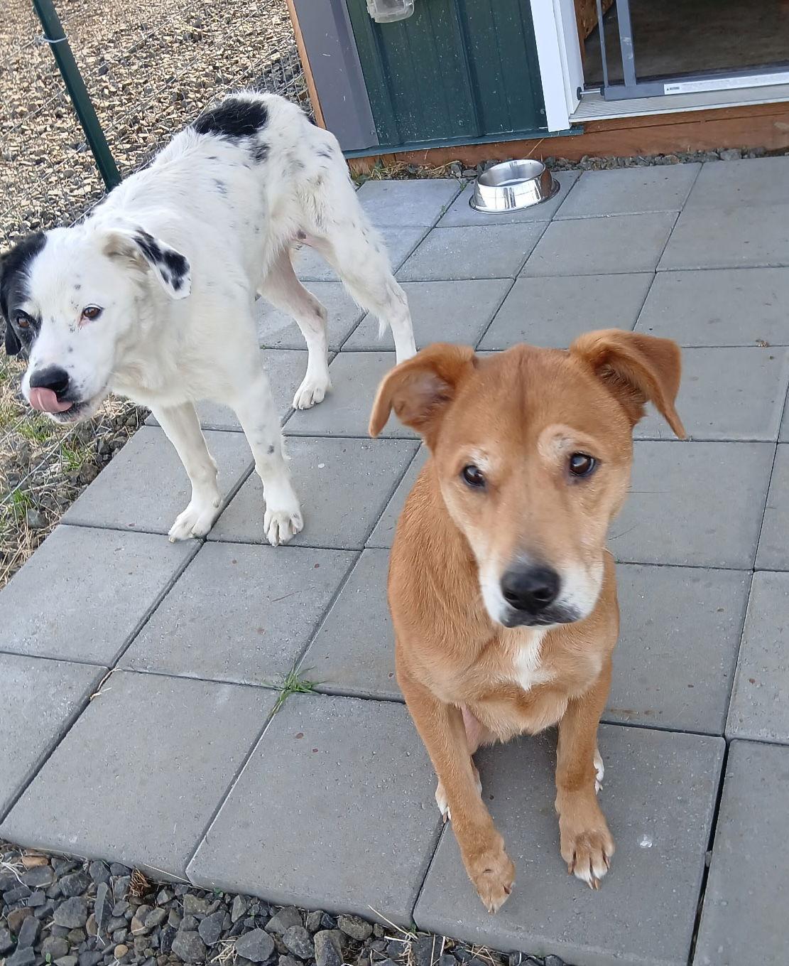 Enlarge Lexie, a Adoptable Golden Retriever in Seattle, WA image 2/2