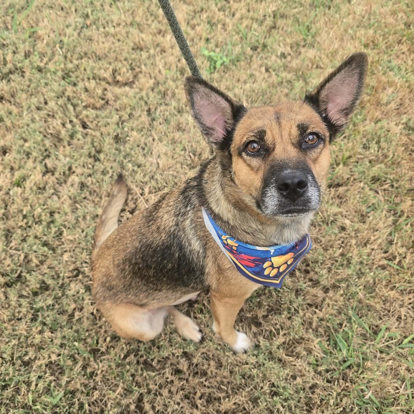 Enlarge FOSTER HOMES NEEDED, a Adoptable Mixed Breed in Coldwater, MI image 5/6