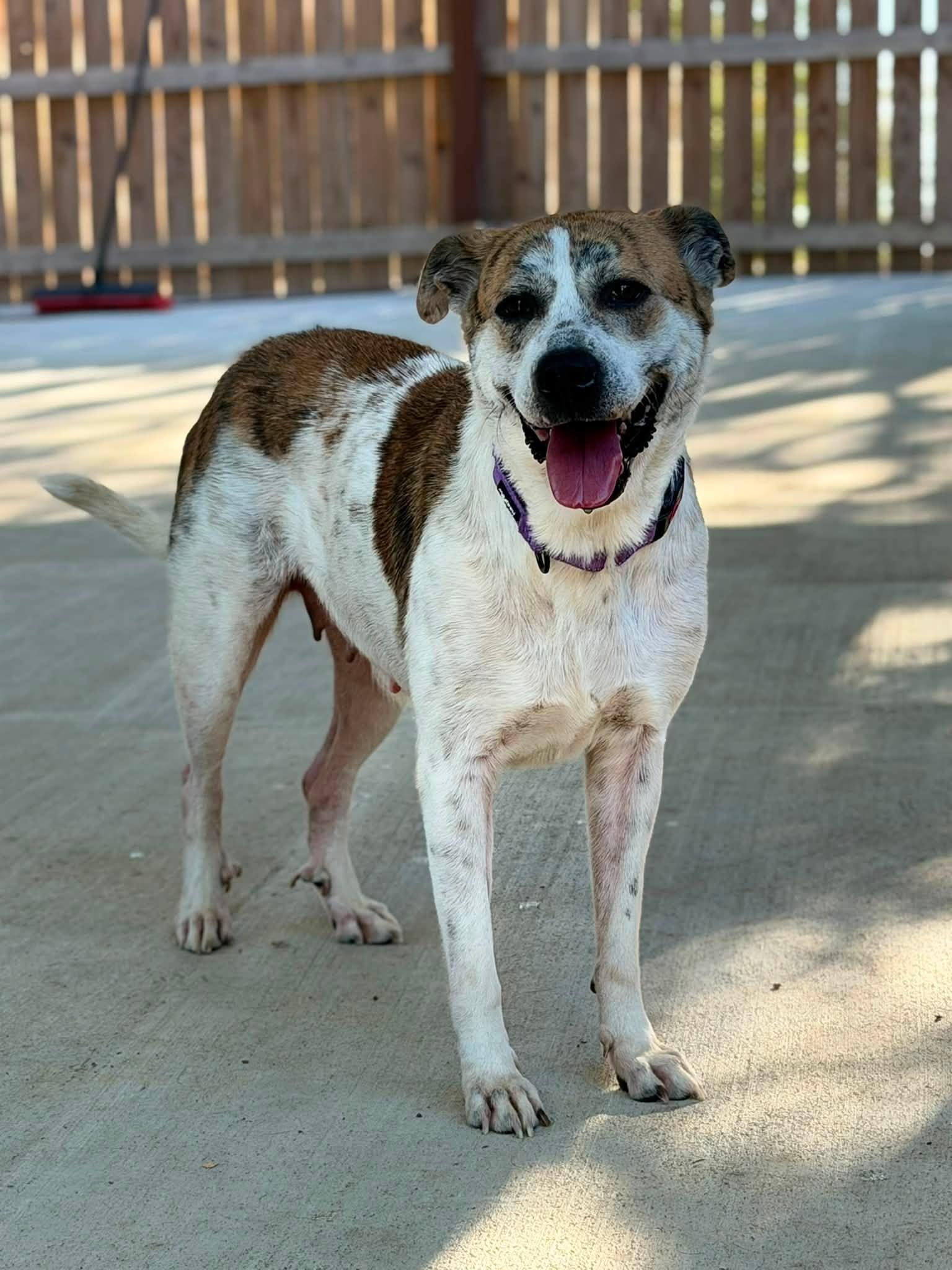 Enlarge FOSTER HOMES NEEDED, a Adoptable Mixed Breed in Coldwater, MI image 6/6