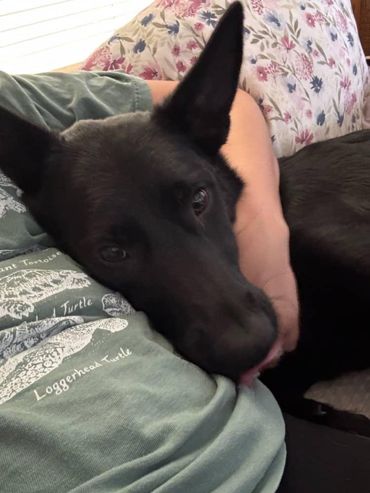 Enlarge FOSTER HOMES NEEDED, a Adoptable Mixed Breed in Coldwater, MI image 2/6