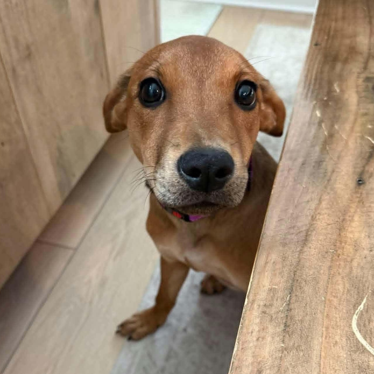 Enlarge FOSTER HOMES NEEDED, a Adoptable Mixed Breed in Coldwater, MI image 3/6