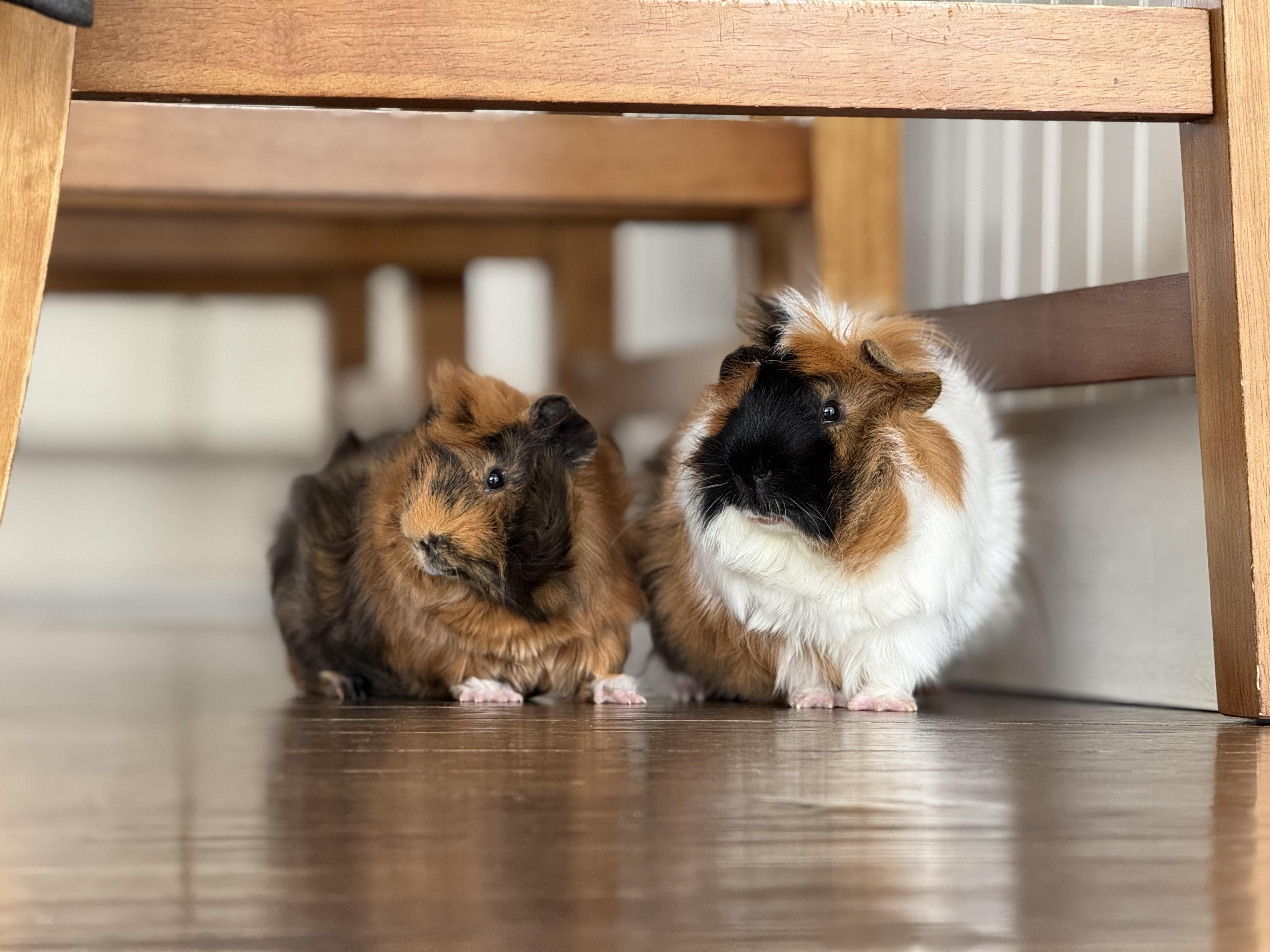 Enlarge Harry and Houdini!  Bonded baby bffs!  Soooo friendly and sweet!!!, a ADOPTABLE Abyssinian in Bedford Hills, NY image 4/4