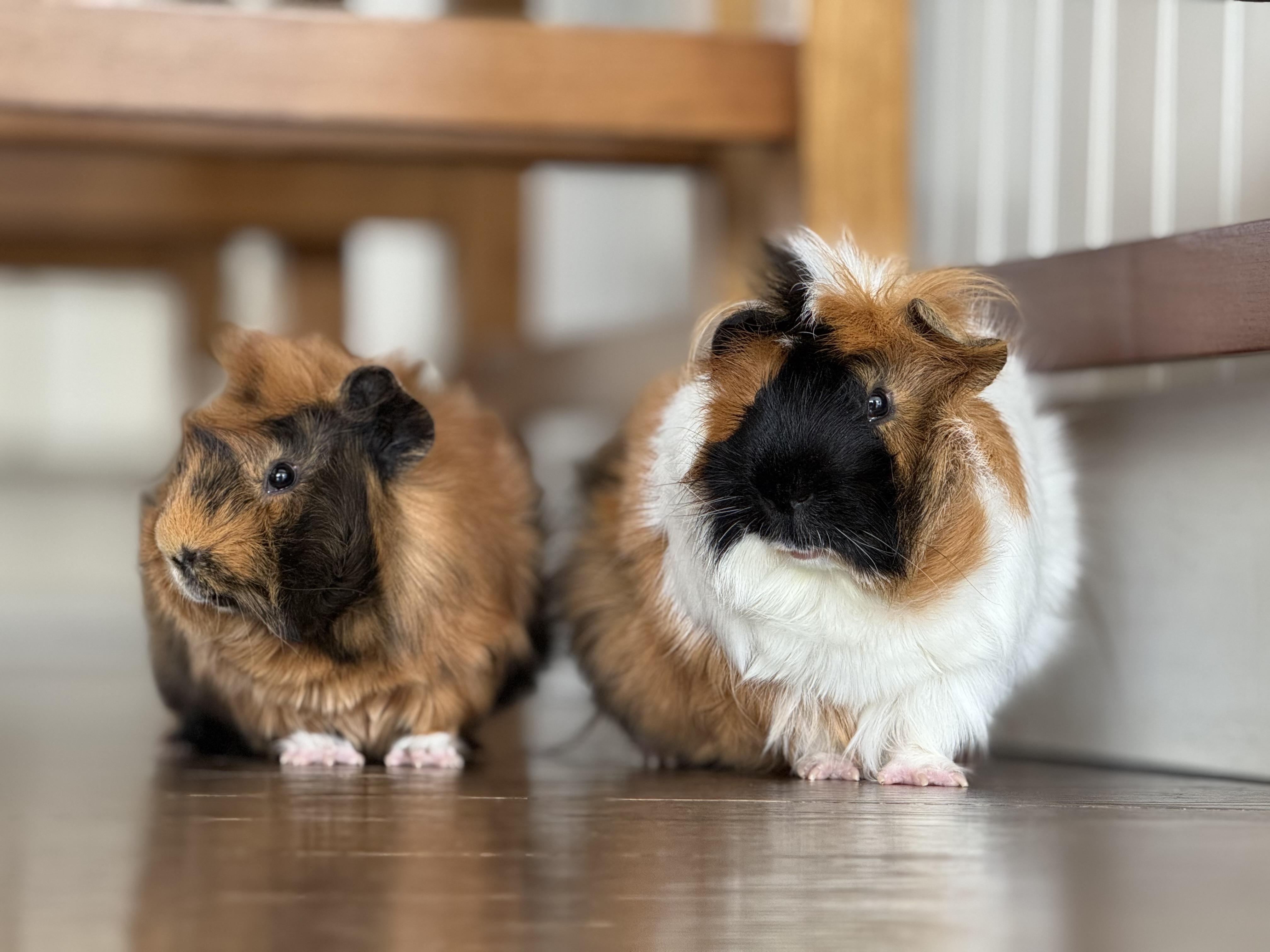 Enlarge Harry and Houdini!  Bonded baby bffs!  Soooo friendly and sweet!!!, a ADOPTABLE Abyssinian in Bedford Hills, NY image 1/4