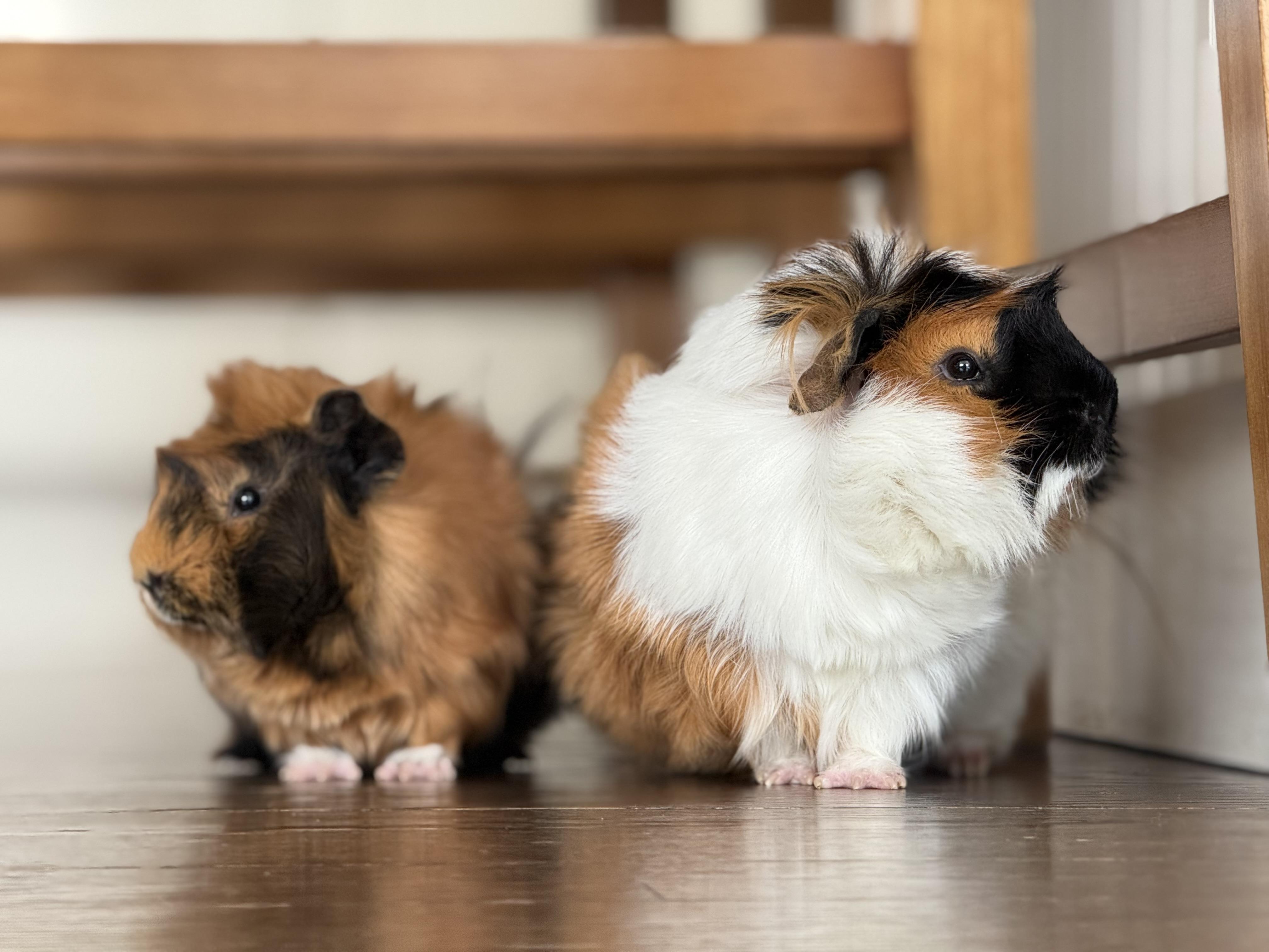 Enlarge Harry and Houdini!  Bonded baby bffs!  Soooo friendly and sweet!!!, a ADOPTABLE Abyssinian in Bedford Hills, NY image 2/4