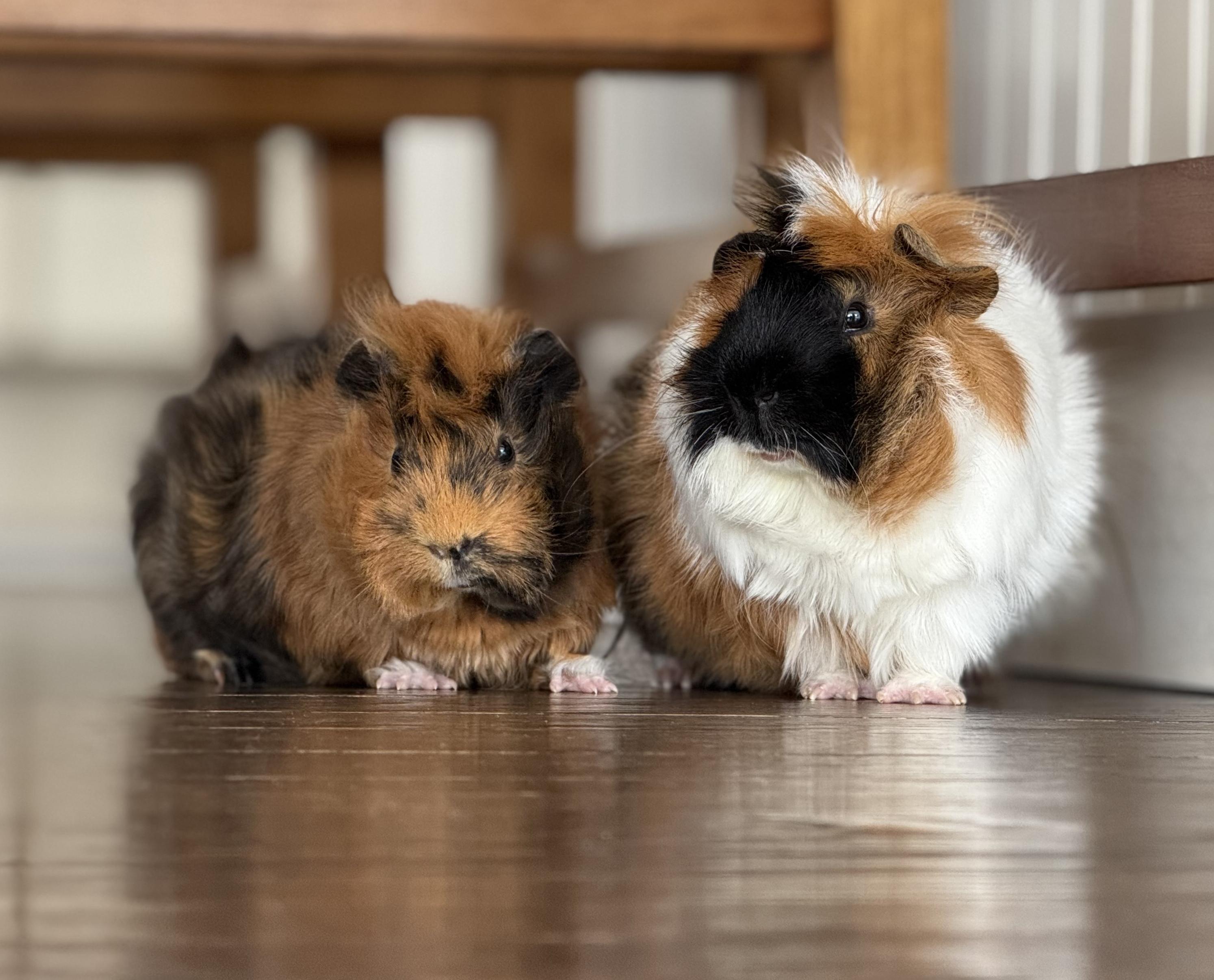 Enlarge Harry and Houdini!  Bonded baby bffs!  Soooo friendly and sweet!!!, a ADOPTABLE Abyssinian in Bedford Hills, NY image 3/4
