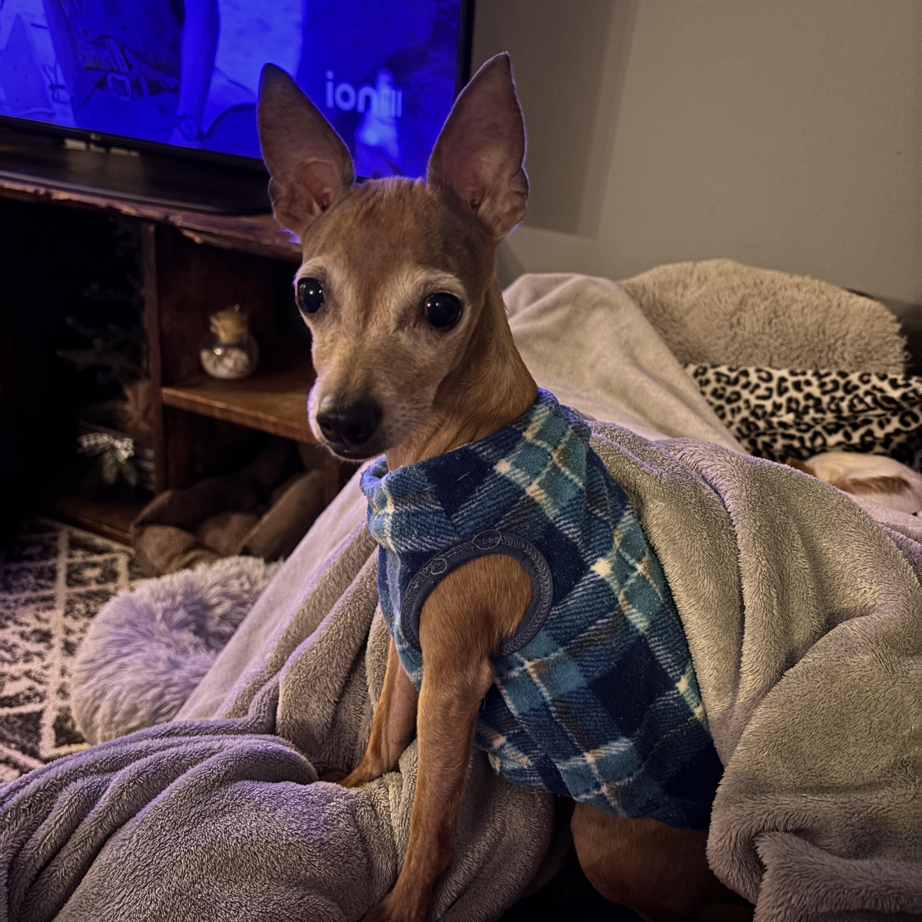 Petra, a ADOPTABLE mixed breed in East Lansing, MI image 2/3