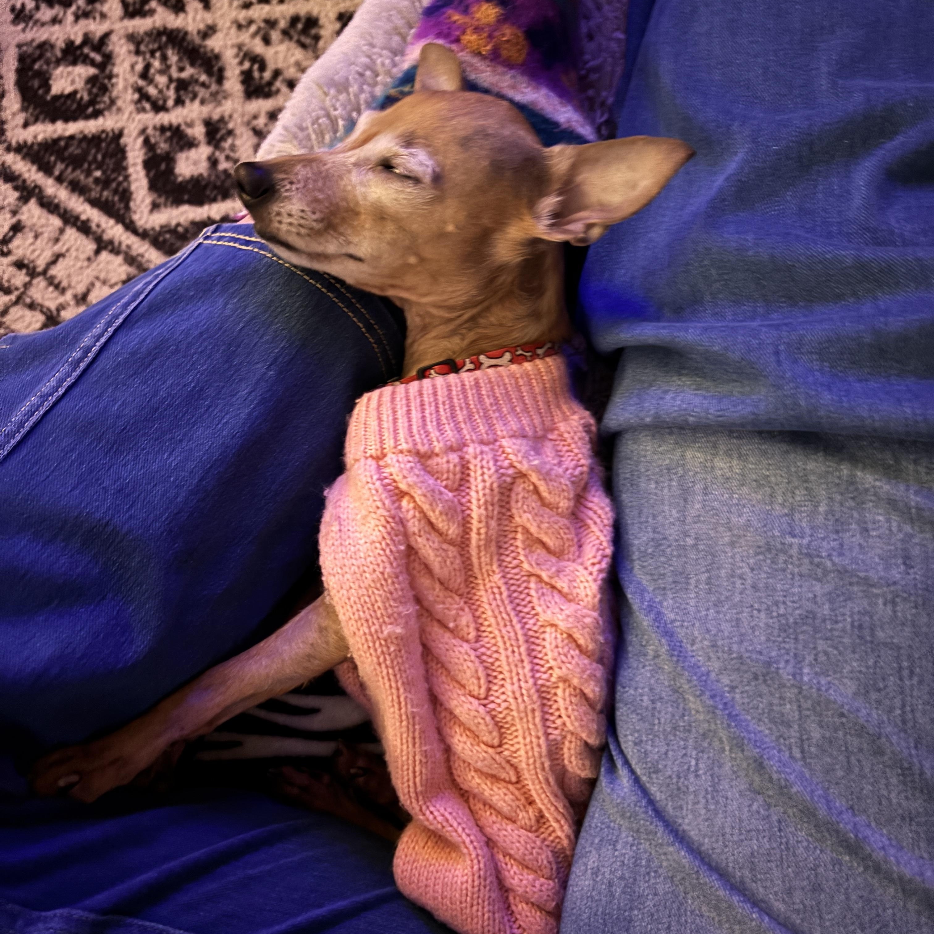 Petra, a ADOPTABLE mixed breed in East Lansing, MI image 3/3