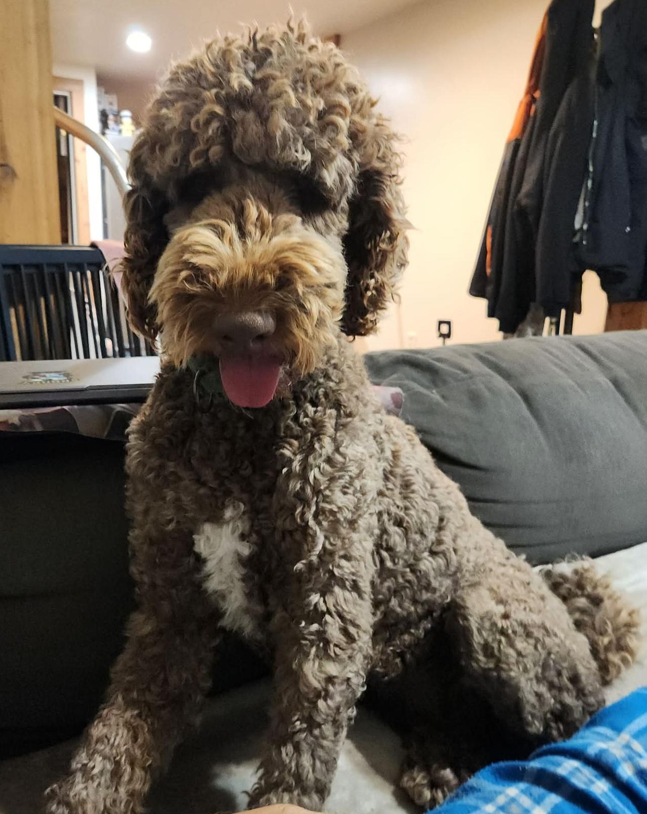 Enlarge Oscar, a ADOPTABLE mixed breed in Grand Rapids, MI image 1/2