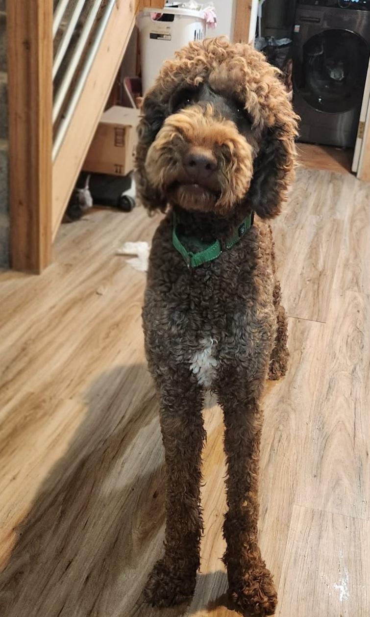 Enlarge Oscar, a ADOPTABLE mixed breed in Grand Rapids, MI image 2/2