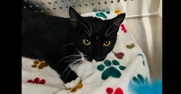 Enlarge Sparkles (Sophie), a Adoptable Domestic Short Hair in Bowie, MD image 1/3