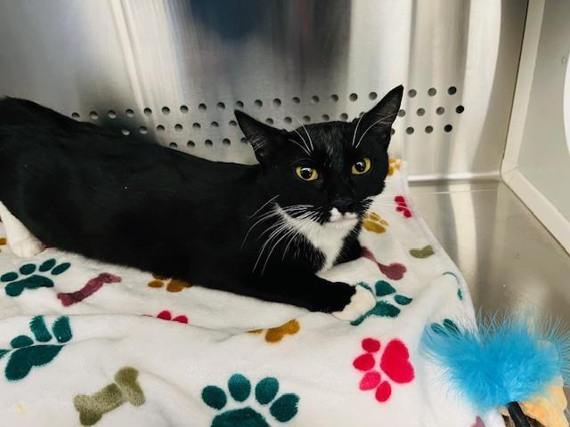 Enlarge Sparkles (Sophie), a Adoptable Domestic Short Hair in Bowie, MD image 2/3
