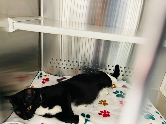 Enlarge Sparkles (Sophie), a Adoptable Domestic Short Hair in Bowie, MD image 3/3