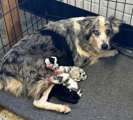 Enlarge Lady Bug, a Adoptable Australian Shepherd in Thompson Falls, MT image 1/3