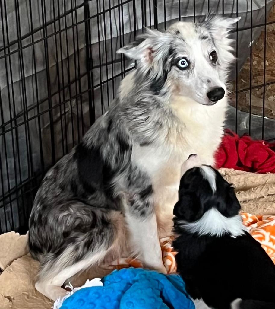 Enlarge Lady Bug, a Adoptable Australian Shepherd in Thompson Falls, MT image 2/3