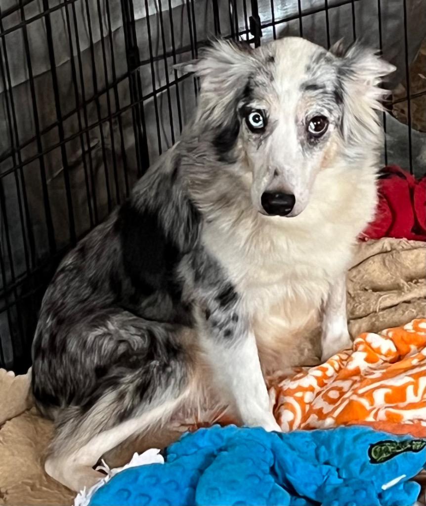 Enlarge Lady Bug, a Adoptable Australian Shepherd in Thompson Falls, MT image 3/3