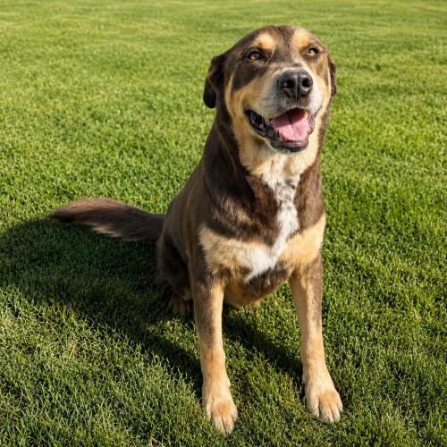 Kruger, Adoptable, Adult Male Australian Shepherd & Rottweiler.