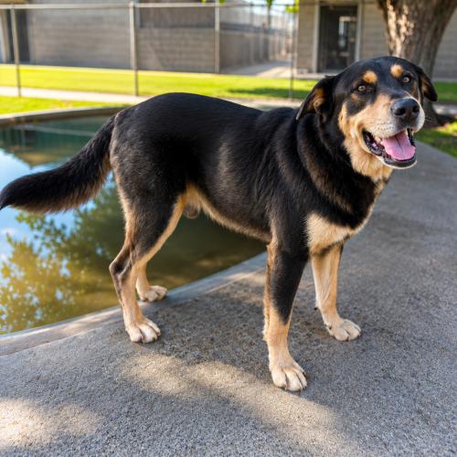 Kruger, Adoptable, Adult Male Australian Shepherd & Rottweiler.