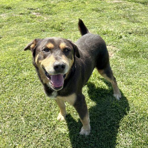 Enlarge Kruger, a Adoptable mixed breed in Lathrop, CA image 1/3
