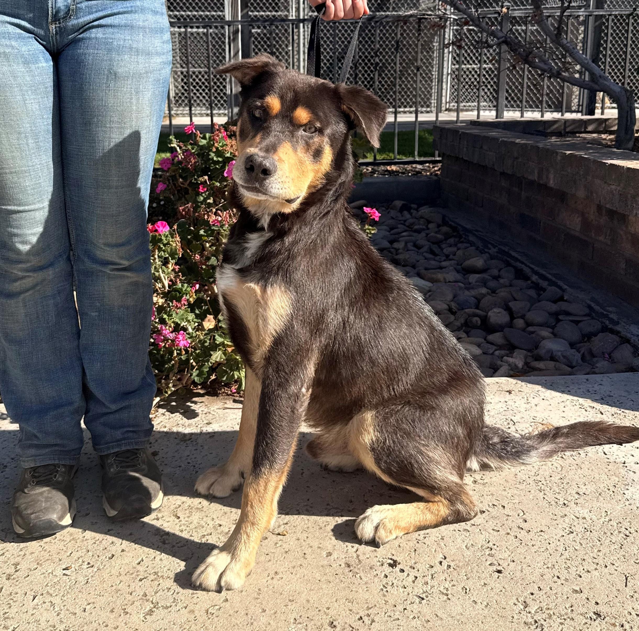 Enlarge Kruger, a Adoptable mixed breed in Lathrop, CA image 1/1
