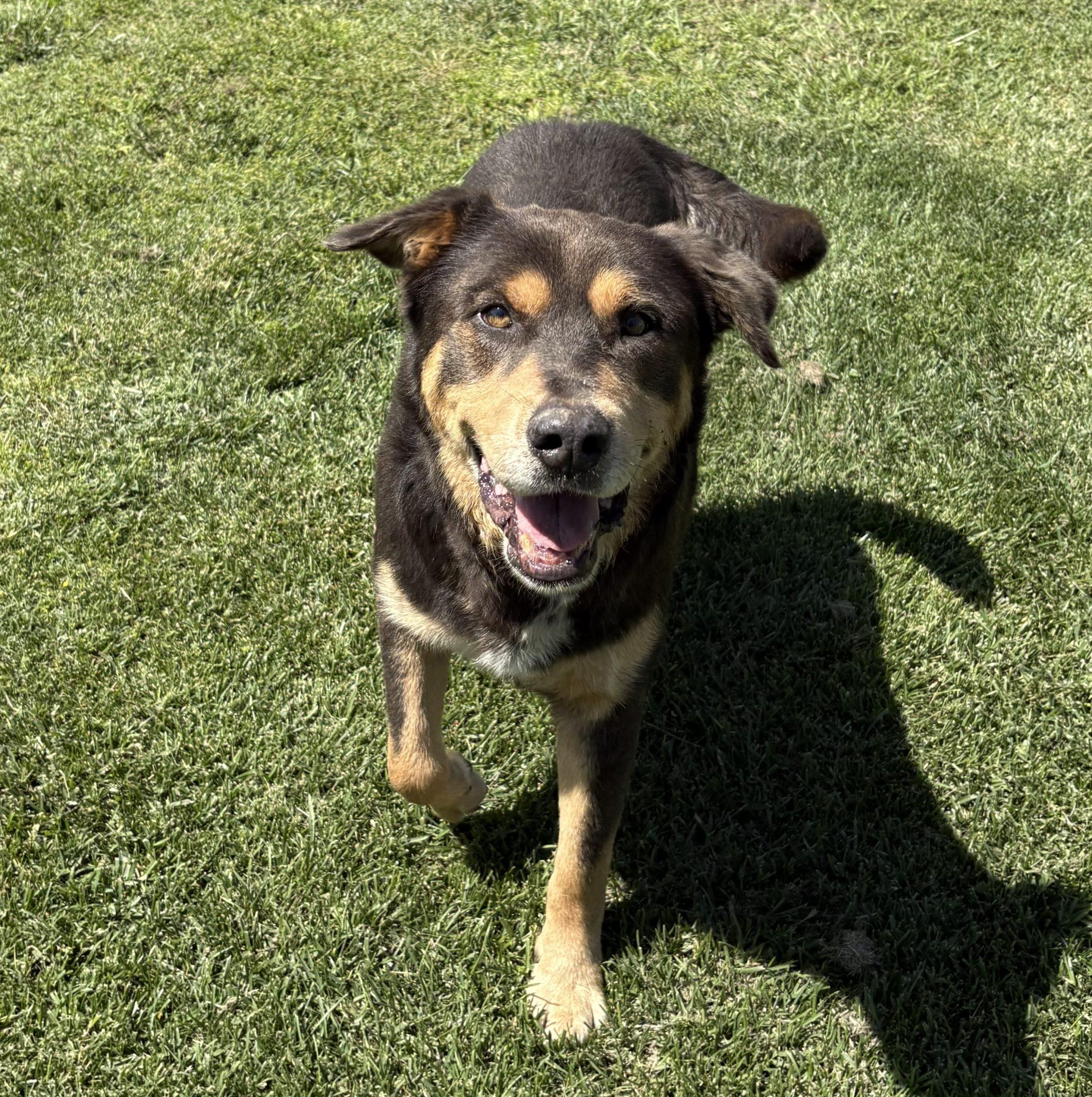 Enlarge Kruger, a Adoptable mixed breed in Lathrop, CA image 3/3